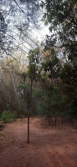 Road on the forest